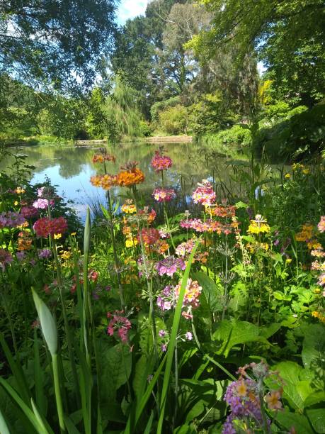 istock Flowers growing by lake 1339089681