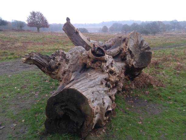 istock Old decaying Oak tree trunk in wild 1339090226