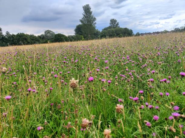 istock Purple flowers growing in wild meadow 1339090301