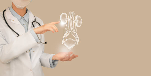 Unrecognizable doctor holding highlighted handrawn Kidneys and Bladder in hands. Medical illustration, template, science mockup. Female doctor holding virtual  Kidneys and Bladder in hand. Handrawn human organ, copy space on right side, beige color. Healthcare hospital service concept stock photo kidney failure photos stock pictures, royalty-free photos & images