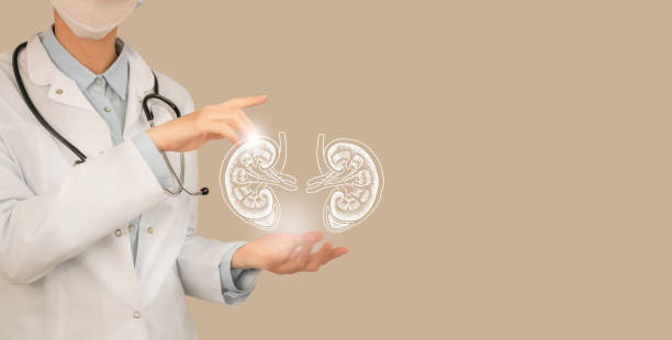 Unrecognizable doctor holding highlighted handrawn Kidneys in hands. Medical illustration, template, science mockup. Female doctor holding virtual Kidneys in hand. Handrawn human organ, copy space on right side, beige color. Healthcare hospital service concept stock photo dialysis photos stock pictures, royalty-free photos & images