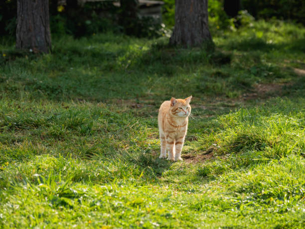 istock Cute ginger cat walks through grass in park. Free range cat watches its grounds at summer. 1339091646