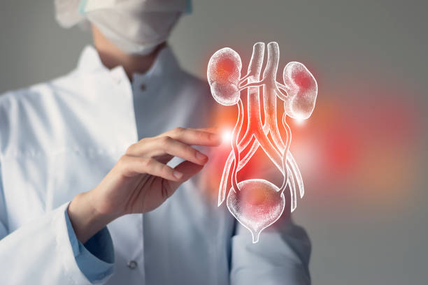 Unrecognizable doctor caring highlighted red
 handrawn Bladder and Kidneys. Medical illustration, template, science mockup. Female doctor touches virtual Bladder and Kidneys in hand. Blurred photo, handrawn human organ, highlighted red as symbol of disease. Healthcare hospital service concept stock photo kidney failure stock pictures, royalty-free photos & images