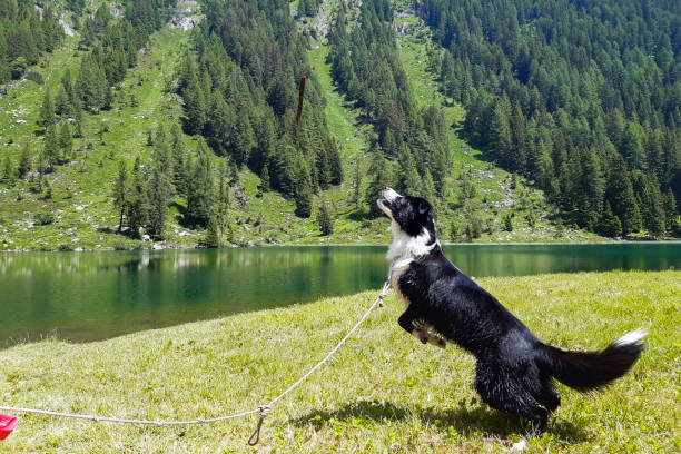 istock Border collie al lago Nambino 1339093623