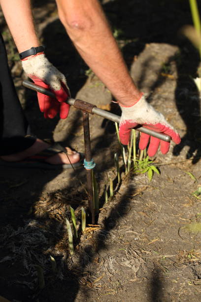 Soil research A scientist examines the soil in a field with hemp using a drill. soil sample stock pictures, royalty-free photos & images