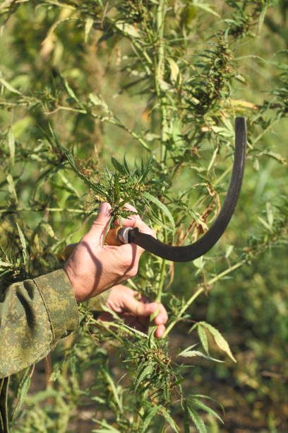 istock Cannabis harvest season 1339096425