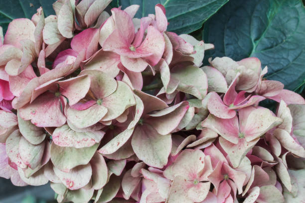 istock Fading color of hydrangea macrophylla flowers 1339096614