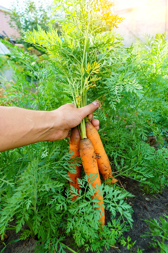 Carrots in the hands of a farmer. Freshly harvested carrots. Autumn harvest. Agriculture. Vertical photo