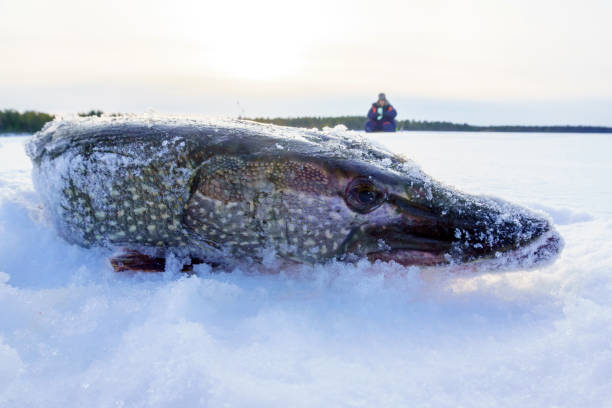 istock Ice fishing. North pike. during cold winter time. Copy space 1339097420
