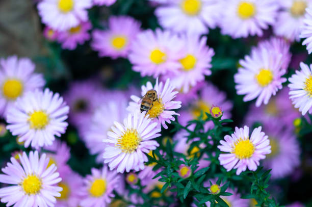 istock Close-up of pink flowers 1339097482