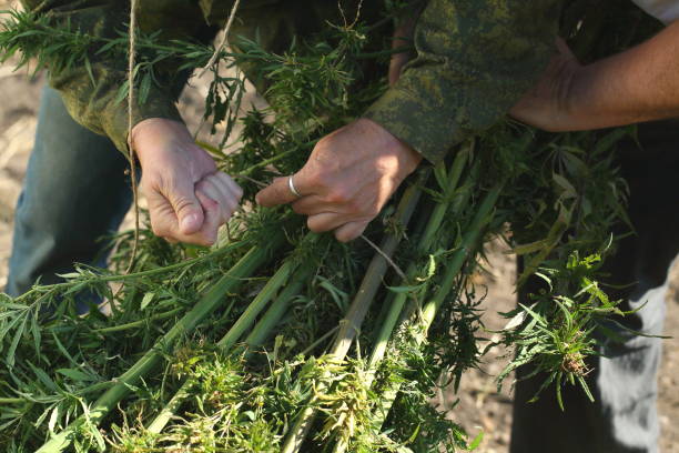 Cannabis harvest season stock photo