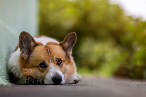 portrait of a cute corgi dog lying in the garden on the path and looks sad