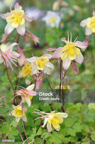 Foto de Columbine Comum e mais fotos de stock de Aquilégia - Aquilégia, Aquilégia formosa, Canteiro de Flores