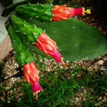Flowering Cactus, Upper 9th Ward, New Orleans