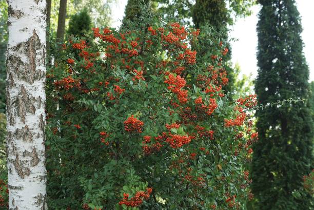 istock rowan bush with red berries and green leaves 1339100772
