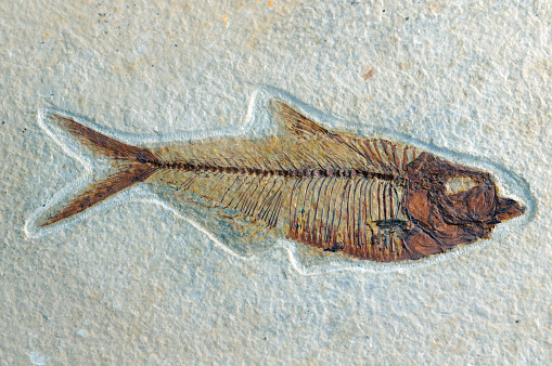 Fossil of a fish.