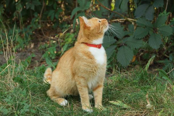 istock one ginger cat sits in green grass and looks up 1339100908