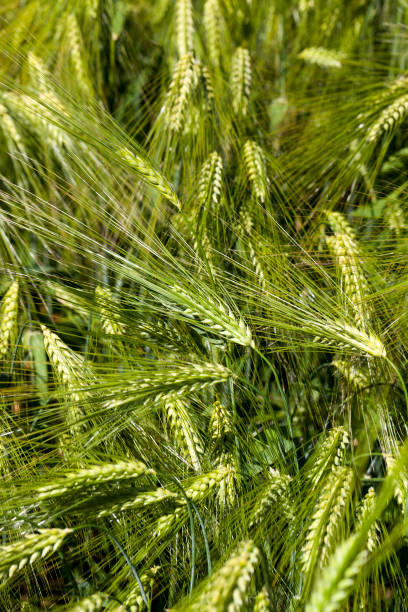 istock wheat field with an immature wheat crop 1339101032