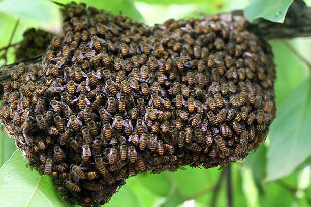 Bee hive stock photo