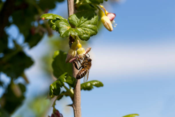 istock blooming gooseberries in the summer 1339101580