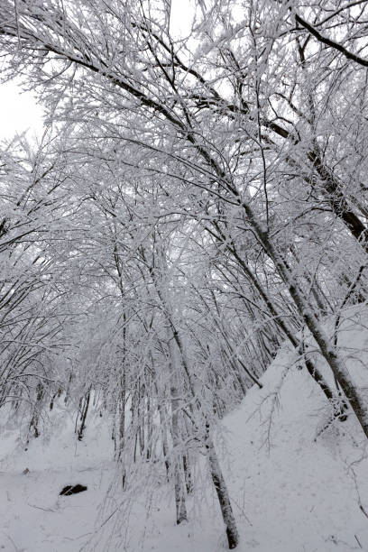 istock park in the winter season 1339101719
