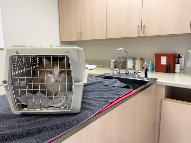 istock Cat in crate at Veterinarian Exam room 1339101867