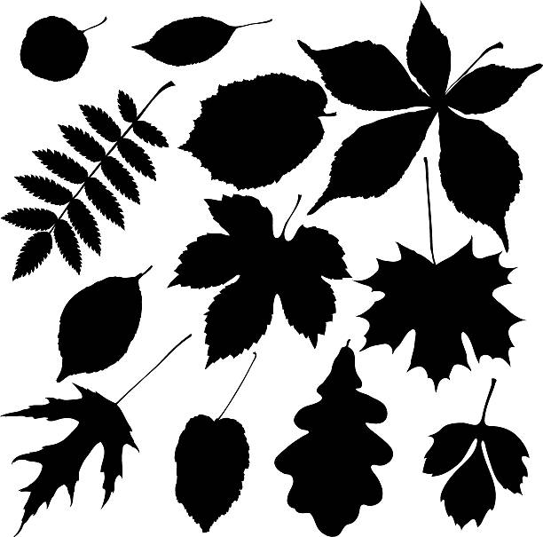 czarny liście - spring oak tree leaf oak leaf stock illustrations