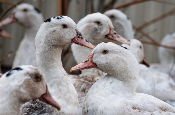 una bandada de patos mulard pastan en el jardín. avicultura doméstica - pato macho fotografías e imágenes de stock