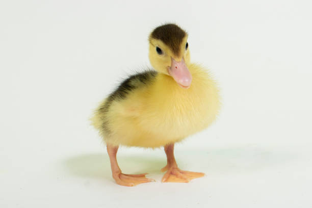 Cute animal baby duck white background