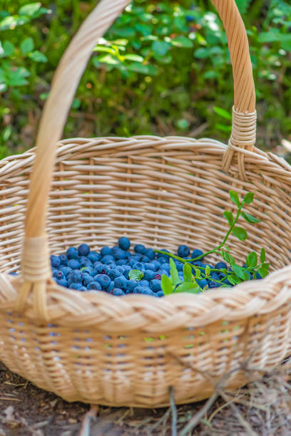 saison des baies. mûres de bleuets dans un panier. le processus de recherche et de collecte des bleuets dans la forêt pendant la période de maturation - blueberry picking freshness berry photos et images de collection