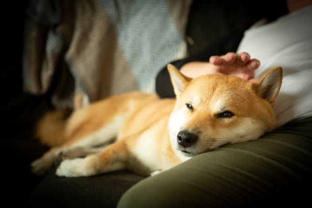 istock Comfortable dog resting on his friend laps 1339106718