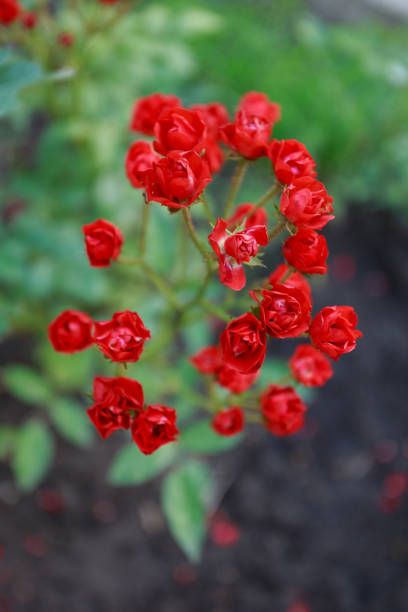 istock Small red rose in the summer gsrden, close up 1339110107