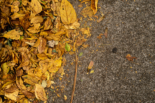 Dry yellow leaves fallen on the stone floor.