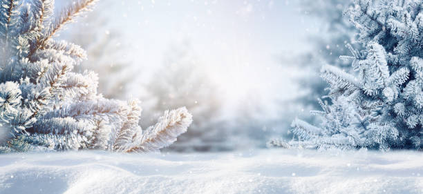 Snow-covered fir branches, snowdrift against defocused blurred forest and falling snow.