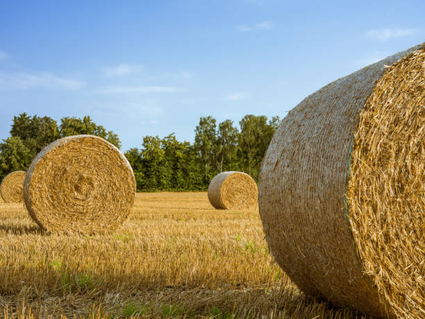 istock Stubble field in summer with blue sky and golden straw rolls 1339110847