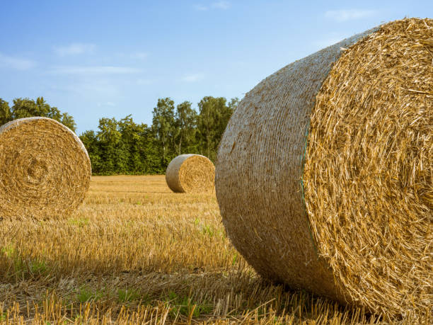 istock Stubble field in summer with blue sky and golden straw rolls 1339110853