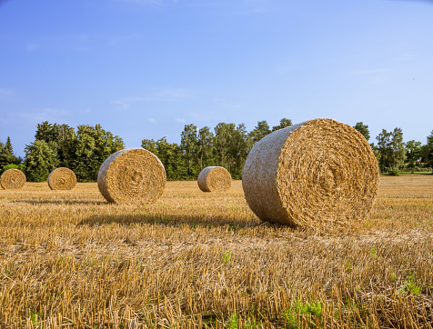 Stubble field in summer with blue sky and yellow golden straw rolls