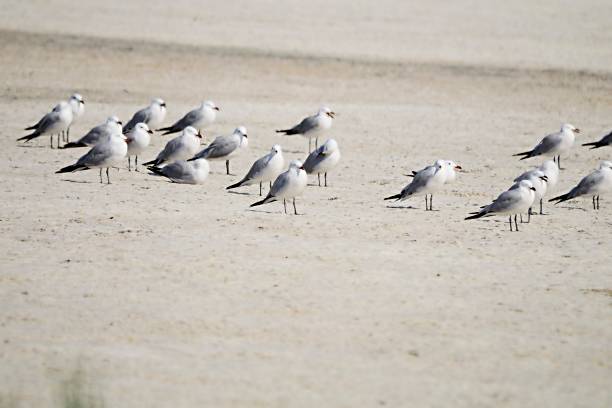 istock Birds in freedom and in their natural environment. 1339111445