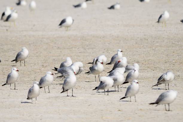 istock Birds in freedom and in their natural environment. 1339111448