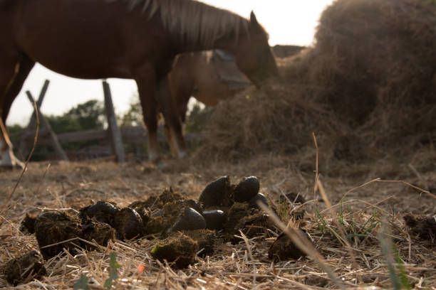 馬のドスンの山がクローズアップ。背景には、夕日の光線の中の馬 - horse dung ストックフォトと画像