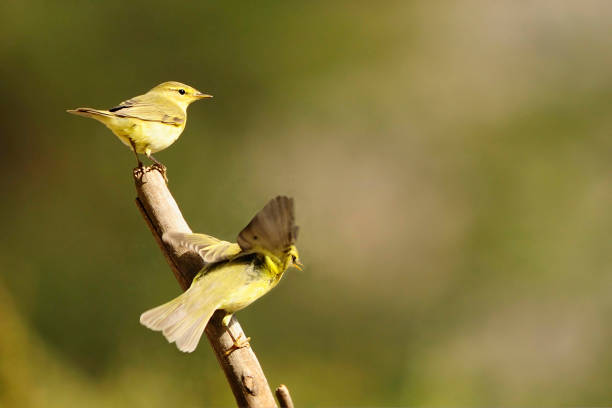 istock Birds in freedom and in their natural environment. 1339111738