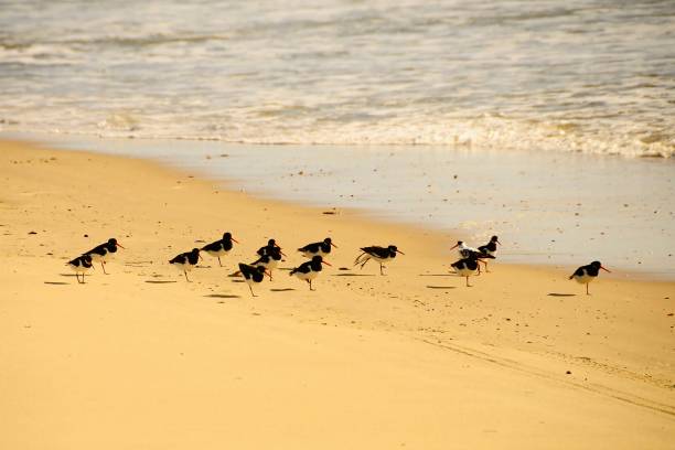 istock Birds in freedom and in their natural environment. 1339111749