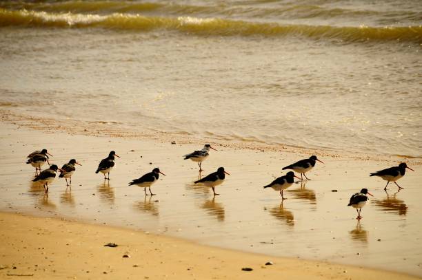 istock Birds in freedom and in their natural environment. 1339111753