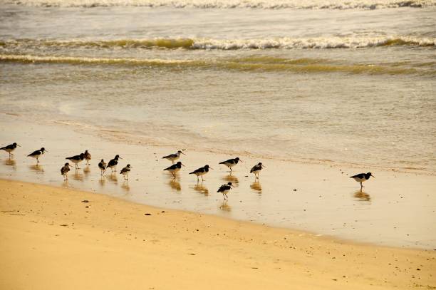 istock Birds in freedom and in their natural environment. 1339111759