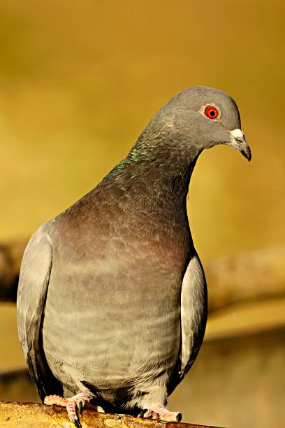 istock Birds in freedom and in their natural environment. 1339111777