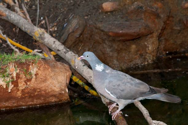 istock Birds in freedom and in their natural environment. 1339111798