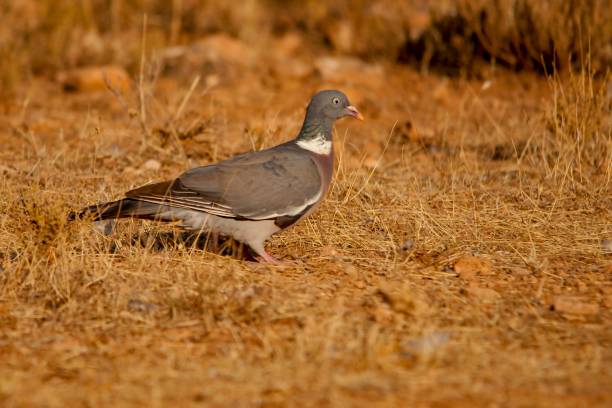 istock Birds in freedom and in their natural environment. 1339111809