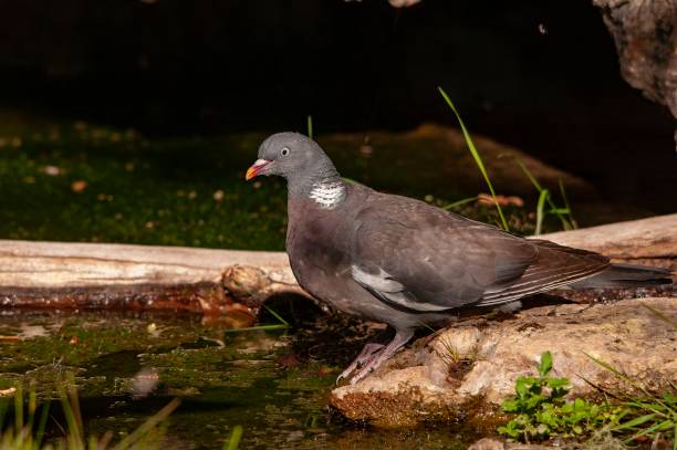 istock Birds in freedom and in their natural environment. 1339111824