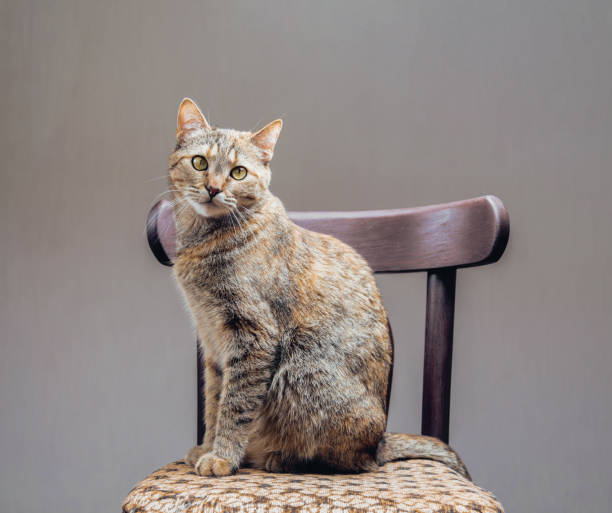 istock Cute ginger cat sitting on chair. 1339111855