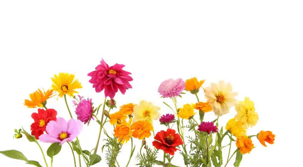 Photo of Arrangement of mixed garden flowers isolated on white background.